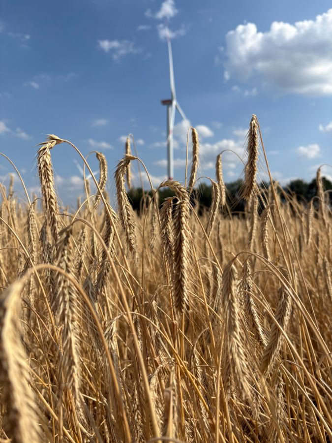 Hof Ungru Pressebild Getreide vor Windpark